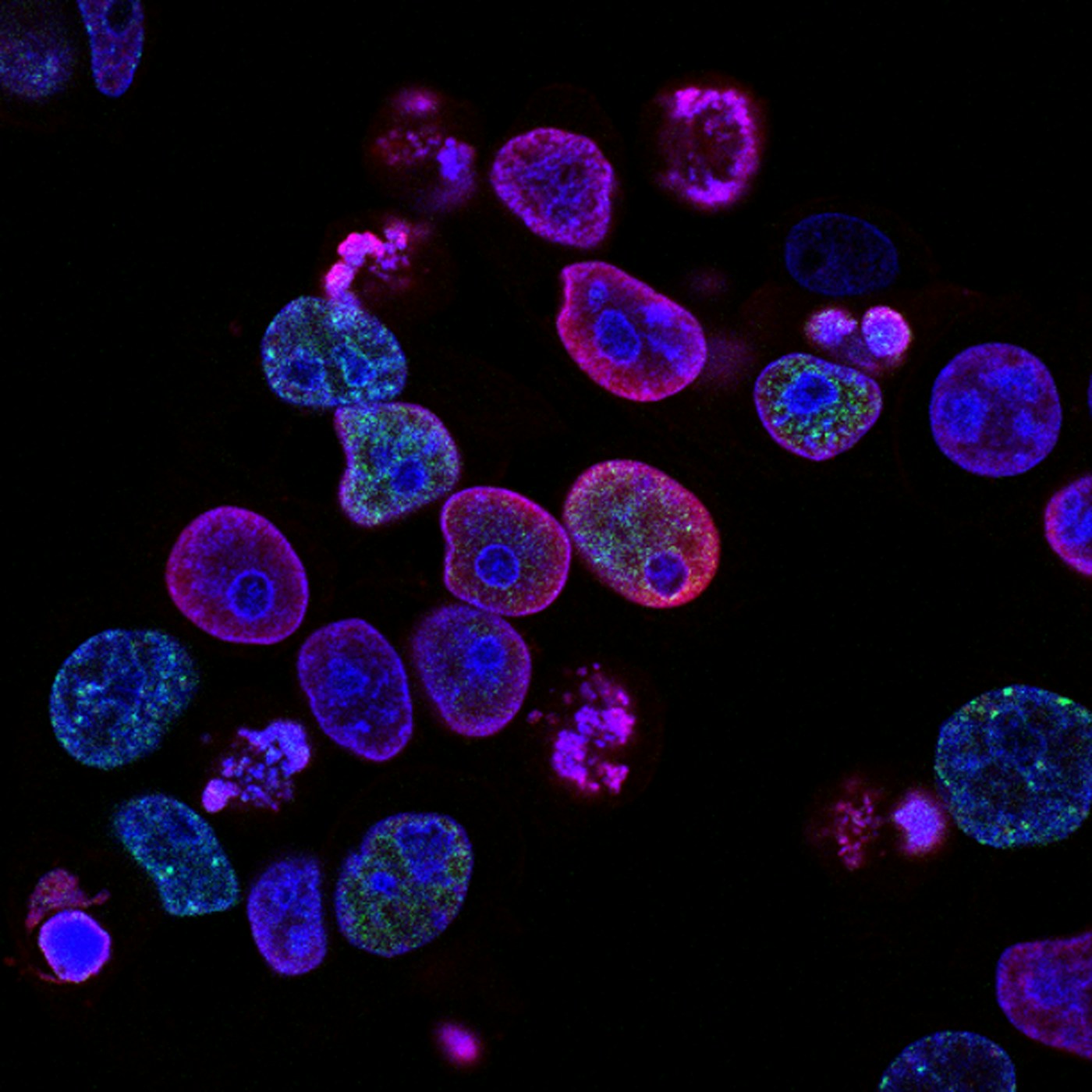 Moving conceptual visualisation of communication between immune cells